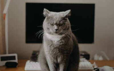 Rédiger son site avec l’IA : mon avis sur ChatGPT et la rédaction gratuite